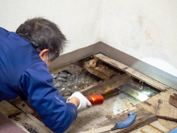 Best Crawl Space Mold Removal  in Normandy Park, WA