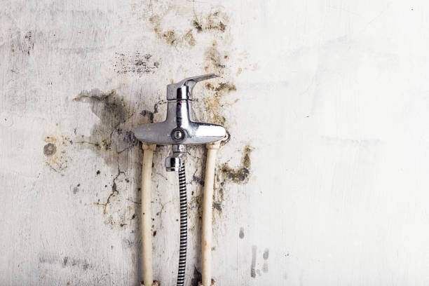 Best Local Mold Removal Service  in Normandy Park, WA
