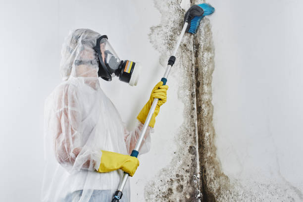 Best Mold Remediation  in Normandy Park, WA