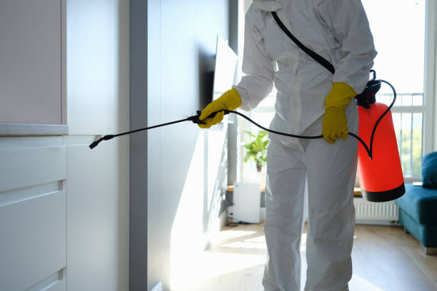 Best Best Mold Removal Companies  in Normandy Park, WA