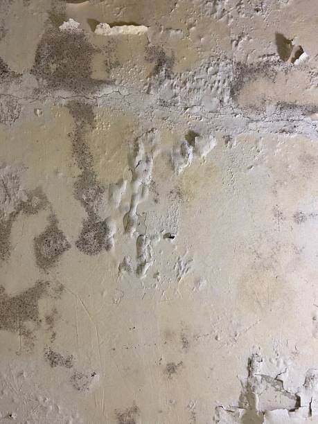 Best Attic Mold Removal  in Normandy Park, WA