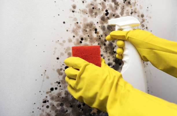 Best Mold Cleaning Services  in Normandy Park, WA