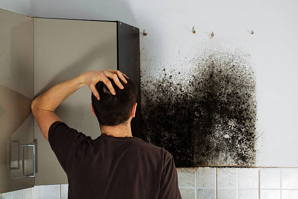 Best Attic Mold Removal  in Normandy Park, WA