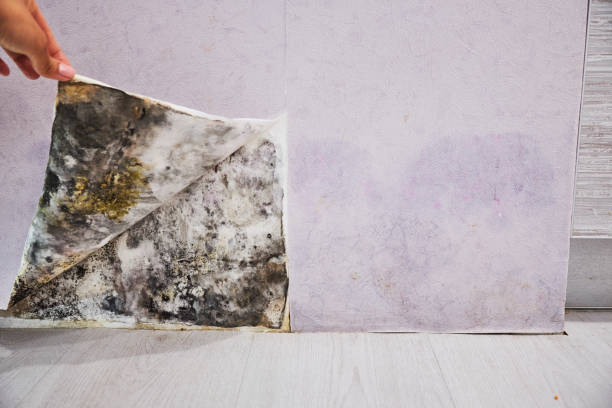 Best Mold Remediation Experts  in Normandy Park, WA